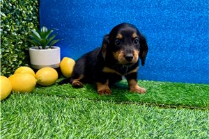 Emerson - Dachshund, Mini for sale