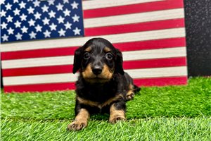 Pheobe - Dachshund, Mini for sale