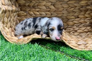 Maddie - puppy for sale