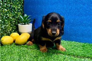 Easton - Dachshund, Mini for sale