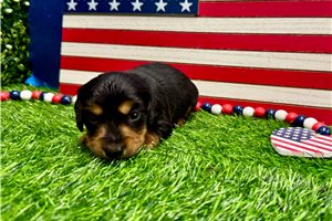 Sturgis - puppy for sale