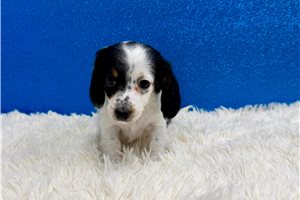 Sammy - Dachshund, Mini for sale