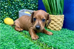 Jack - puppy for sale