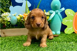 Natasha - Dachshund, Mini for sale