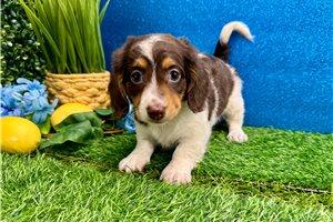 Scout - Dachshund, Mini for sale