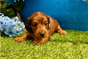 Elijah - puppy for sale