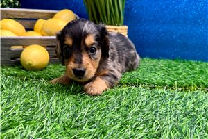 Hendrick - Dachshund, Mini for sale
