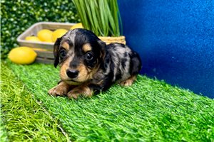Hudson - Dachshund, Mini for sale