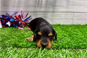 Pistol - puppy for sale