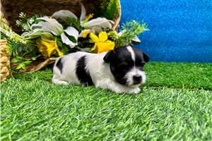 Sawyer - Havanese for sale