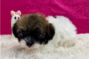 Felicity - Havanese for sale