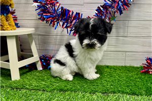 Sawyer - Havanese for sale