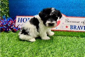 Sawyer - Havanese for sale