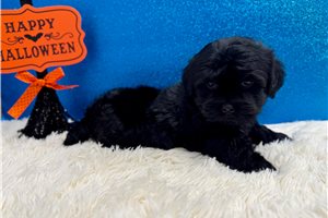 Foster - Havanese for sale