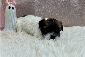 Felicity - Havanese for sale