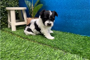 Sawyer - Havanese for sale
