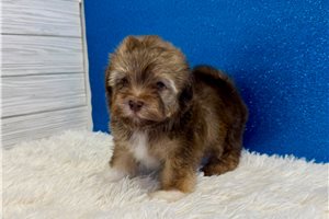 Noland - Havanese for sale