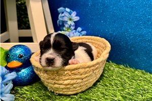 Sawyer - Havanese for sale
