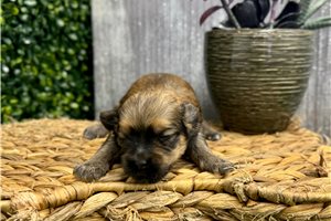 Miles - puppy for sale