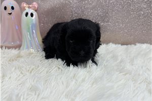 Farrah - Havanese for sale
