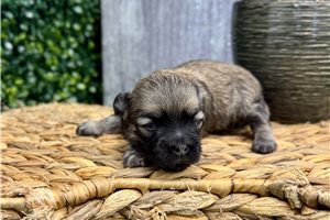 Marina - puppy for sale