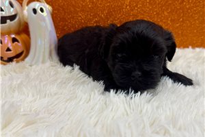 Foster - Havanese for sale