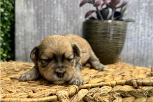 Martin - Havanese for sale