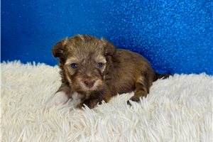 Noland - Havanese for sale