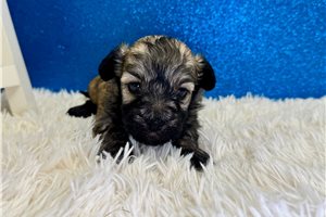 Nutmeg - puppy for sale