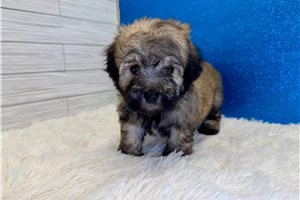 Nutmeg - Havanese for sale