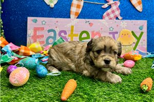 Martin - Havanese for sale