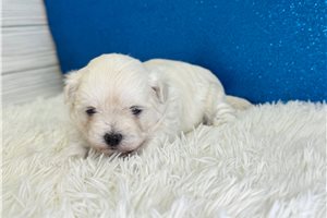 Hugo - puppy for sale