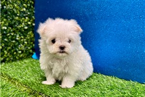 Eddie - Maltese for sale
