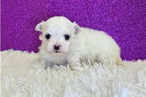 Megan - puppy for sale