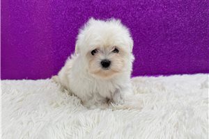 Evie - Maltese for sale
