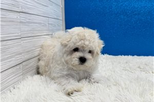 Hayden - Maltese for sale