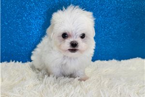 Mayhew - Maltese for sale