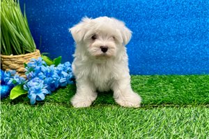 Kenneth - Maltese for sale
