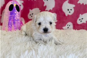 Esmeralda - puppy for sale