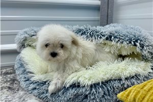 Finley - Maltese for sale