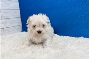 Ethan - Maltese for sale