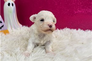 Sissy - Maltese for sale