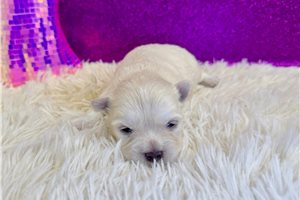 Leona - puppy for sale