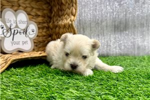 Finley - Maltese for sale