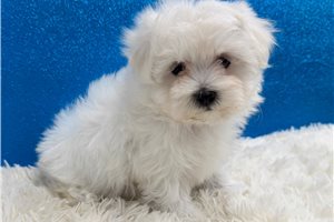 Atticus - Maltese for sale