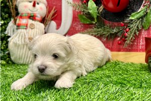 Bertrand - Maltese for sale