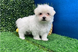Sonya - Maltese for sale