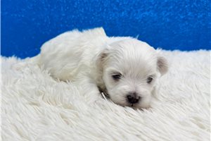 Archer - Maltese for sale