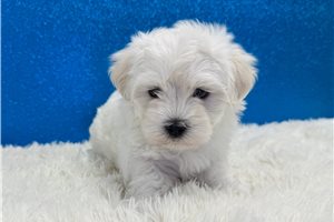 Parker - Maltese for sale