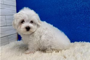 Archer - Maltese for sale